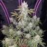 Недорогие семена марихуаны Auto Fast Bud feminised GanjaLiveSeeds
