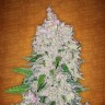 Купить семена конопли Auto Fast Bud feminised GanjaLiveSeeds