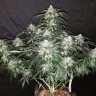 Семена конопли Auto Fast Bud feminised GanjaLiveSeeds