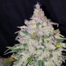 Заказать семена конопли Auto Fast Bud feminised GanjaLiveSeeds