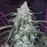 Купить недорого семена марихуаны Auto Fast Bud feminised GanjaLiveSeeds