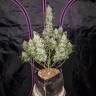 Купить недорого семена конопли Auto Fast Bud feminised GanjaLiveSeeds