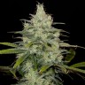 семена конопли почтой Cheese CBD feminised Ganja Seeds