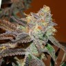 семена конопли для курения Somango feminised Victory Seeds
