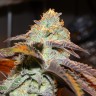 семена конопли для выращивания Somango feminised Victory Seeds