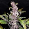Семена конопли Auto Fastberry feminised GanjaLiveSeeds
