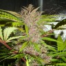 Купить семена конопли Auto Fastberry feminised GanjaLiveSeeds