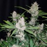 Купить семена марихуаны Auto Fastberry feminised GanjaLiveSeeds