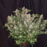 Купить семена каннабиса Auto Fastberry feminised GanjaLiveSeeds