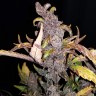 Заказать семена конопли Auto Fastberry feminised GanjaLiveSeeds