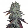 Семена конопли недорого Auto Fastberry feminised GanjaLiveSeeds