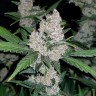 Семена каннабиса недорого Auto Fastberry feminised GanjaLiveSeeds