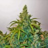 Семена марихуаны Auto Blue Kush feminised Ganja Seeds