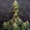 где купить семена конопли Critical Jack feminised Ganja Seeds