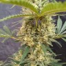дешевые семена конопли Critical Jack feminised Ganja Seeds