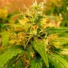 лучшие семена конопли Critical Jack feminised Ganja Seeds