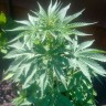 Семена конопли Auto Lowryder2 feminised Ganja Seeds