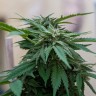 Недорогие семена конопли Sour Mango feminised Ganja Seeds