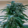 Качественные семена конопли Sour Mango feminised Ganja Seeds