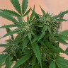 Медицинские сорта конопли Sour Mango feminised Ganja Seeds