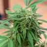 Семена каннабиса Sour Mango feminised Ganja Seeds