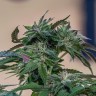 Качественные семена конопли Sour Mango feminised Ganja Seeds