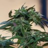 Медицинские сорта конопли Sour Mango feminised Ganja Seeds