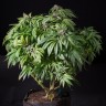 Семена марихуаны Sour Mango feminised Ganja Seeds