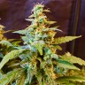 Качественные семена Auto Jack feminised GanjaLiveSeeds