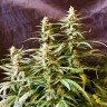 Auto Jack feminised GanjaLiveSeeds