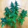 Auto Jack feminised GanjaLiveSeeds