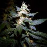 Auto Jack feminised GanjaLiveSeeds