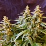 Auto Jack feminised GanjaLiveSeeds