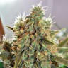 семена конопли наложенным платежом Critical Mass CBD feminised Ganja Seeds