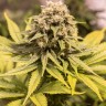 семена конопли недорого Critical Mass CBD feminised Ganja Seeds