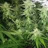 купить семена конопли с доставкой White Widow x Great White Shark feminised