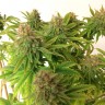 купить семена конопли в оригинальных упаковках Auto Mass feminised