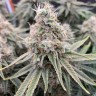 семена конопли элитных сортов Super Skunk feminised  Victory Seeds