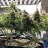 семена конопли аутдор Super Skunk feminised  Victory Seeds
