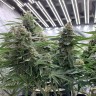 семена конопли в интернете Super Skunk feminised  Victory Seeds
