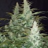 Семена каннабиса Super Mazar feminised Ganja Seeds