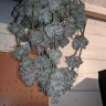 Семена марихуаны Auto Fruit feminised GanjaLiveSeeds