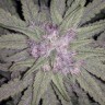 Семена каннабиса Auto Fruit feminised GanjaLiveSeeds