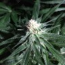 купить семена конопли почтой Critical Plus feminised Ganja Seeds