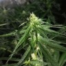 покупка семян конопли Critical Plus feminised Ganja Seeds