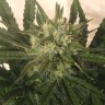 продажа семян конопли Critical Plus feminised Ganja Seeds