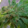 семена конопли купить интернет Critical Plus feminised Ganja Seeds