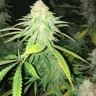 нужны семена конопли Critical Plus feminised Ganja Seeds