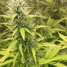 семена конопли для курения New York Diesel feminised Ganja Seeds