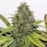 семена конопли для выращивания New York Diesel feminised Ganja Seeds